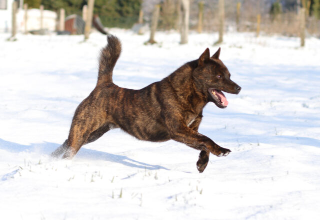 雪の中を走る甲斐犬