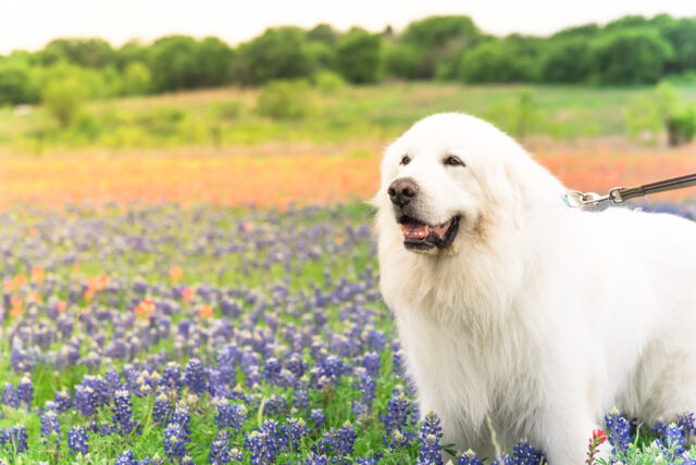お花畑の中にいるグレートピレニーズ