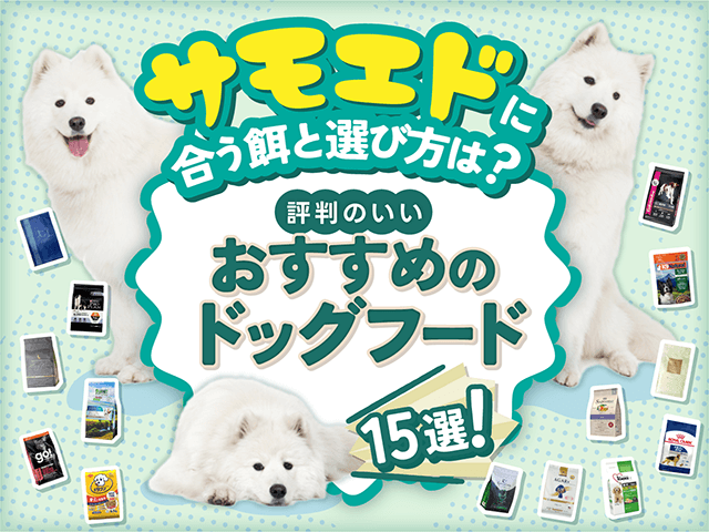 サモエドのおすすめのドッグフード記事のサムネイル