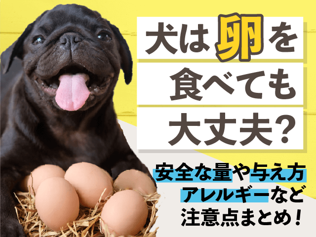 犬は卵を食べても大丈夫？記事のサムネイル