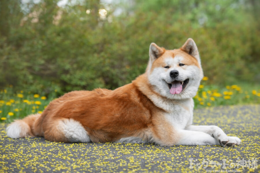 こちらを向いている秋田犬