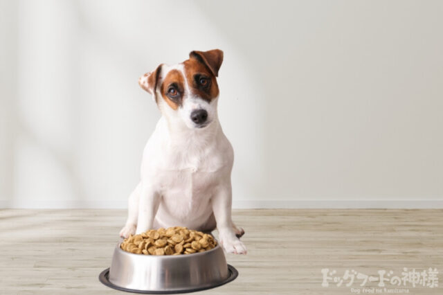 餌を食べようとしている犬