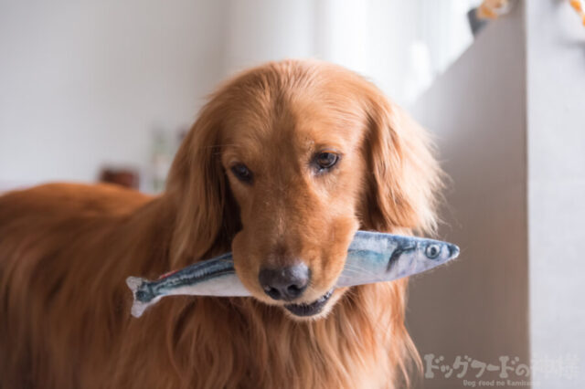 魚をくわえた犬