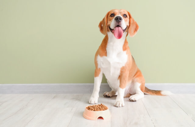ドッグフードを食べようとしている犬