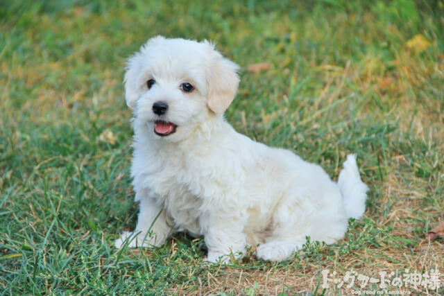かわいい子犬