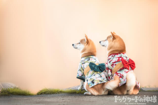 日本犬が二匹並んでいる