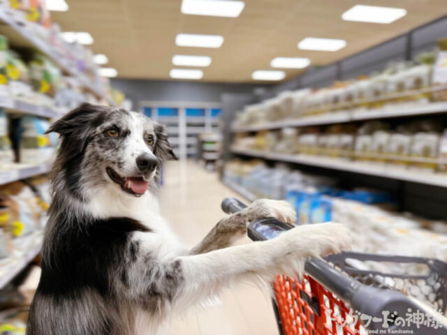 買い物をしている犬