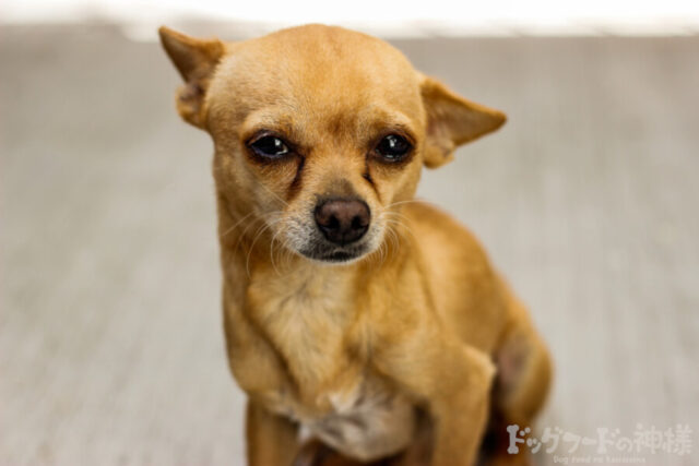 涙やけを起こしている犬