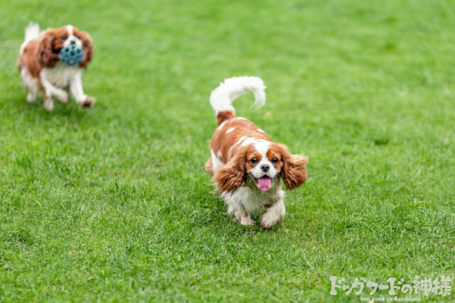 2匹の犬が走ってくる
