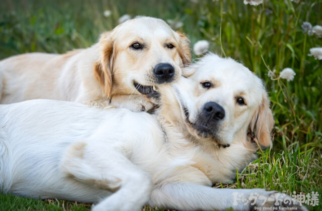 二匹の大型犬