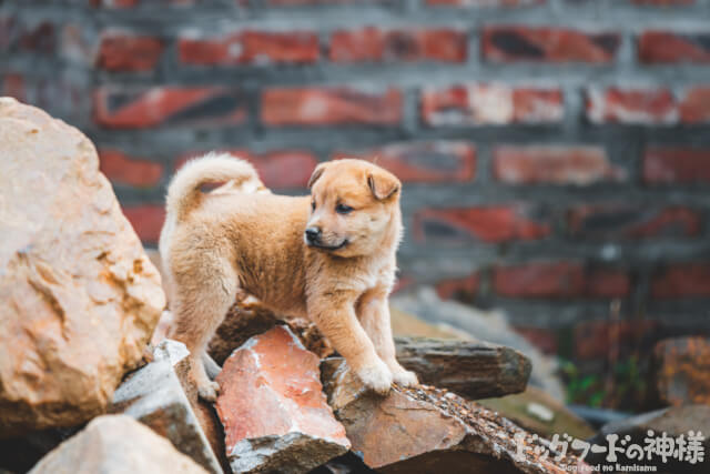 がれきの中にいる子犬