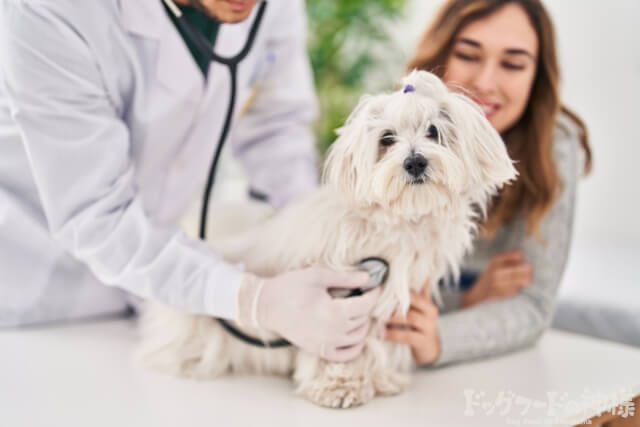 病院にかかっている犬