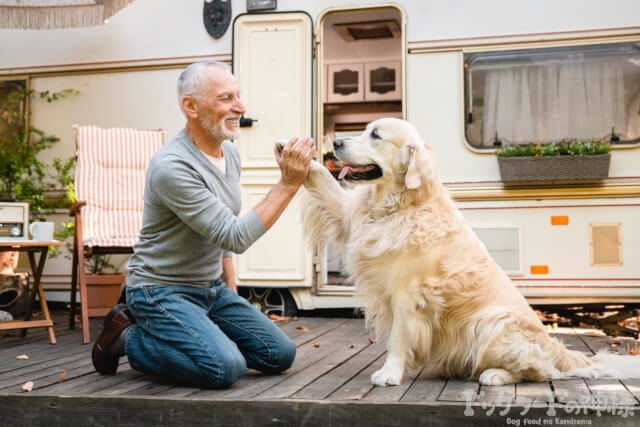 ハイタッチする犬