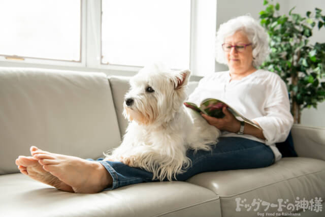 おばあちゃんと犬