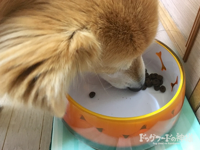 カナガンを食べている