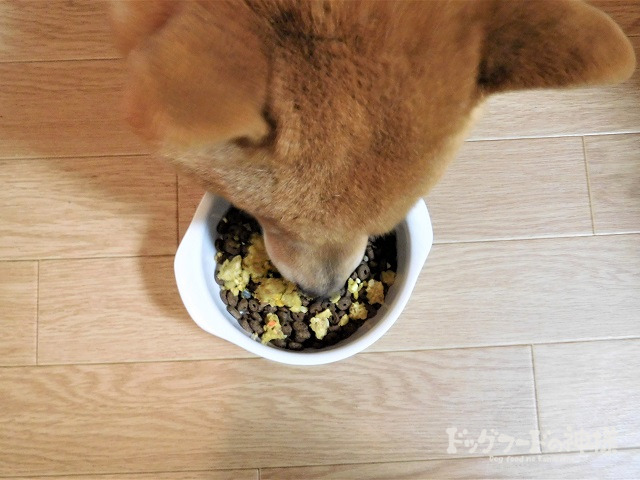 トッピングしたモグワンを食べる犬