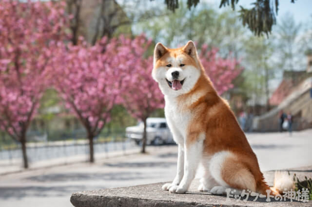 桜をバックにした秋田犬
