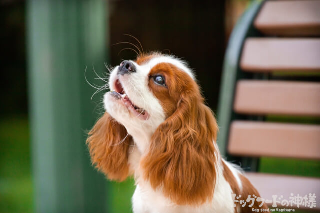 上を向いているキャバリア