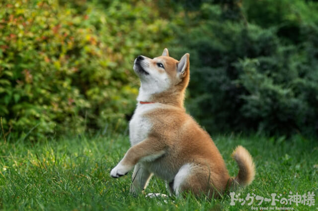 上を向いている豆柴