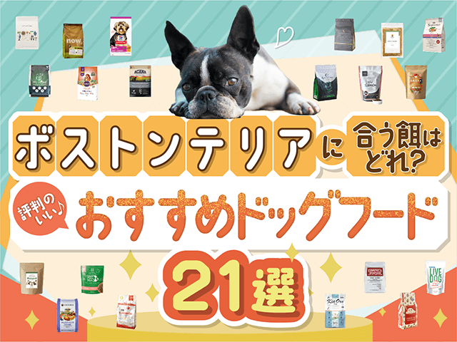 ボストンテリアに合うおすすめドッグフードのサムネイル