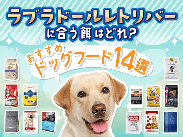 ラブラドールにおすすめのドッグフードのサムネイル