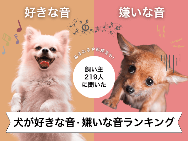 犬の好きな音・嫌いな音に関するアンケート記事のサムネイル