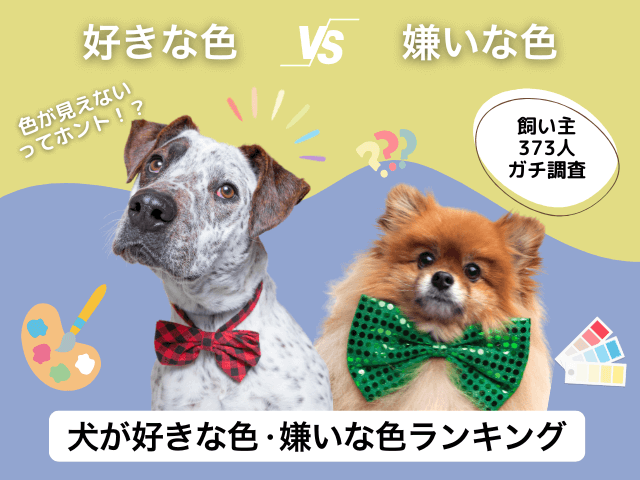 愛犬が好きな色・嫌いな色のサムネイル