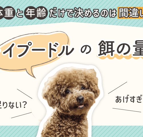 トイプードルの餌の量記事のサムネイル